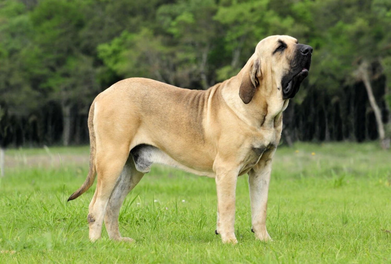 Squeak efterspørgsel Henfald Fila Brasileiro Dog Breed Information, Images, Characteristics, Health