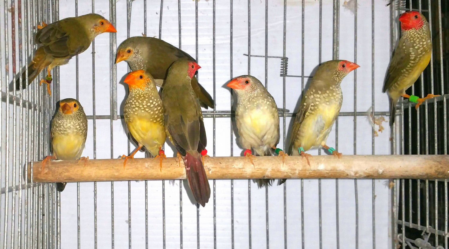 Finch Birds For Sale Miami, FL 185213 Petzlover