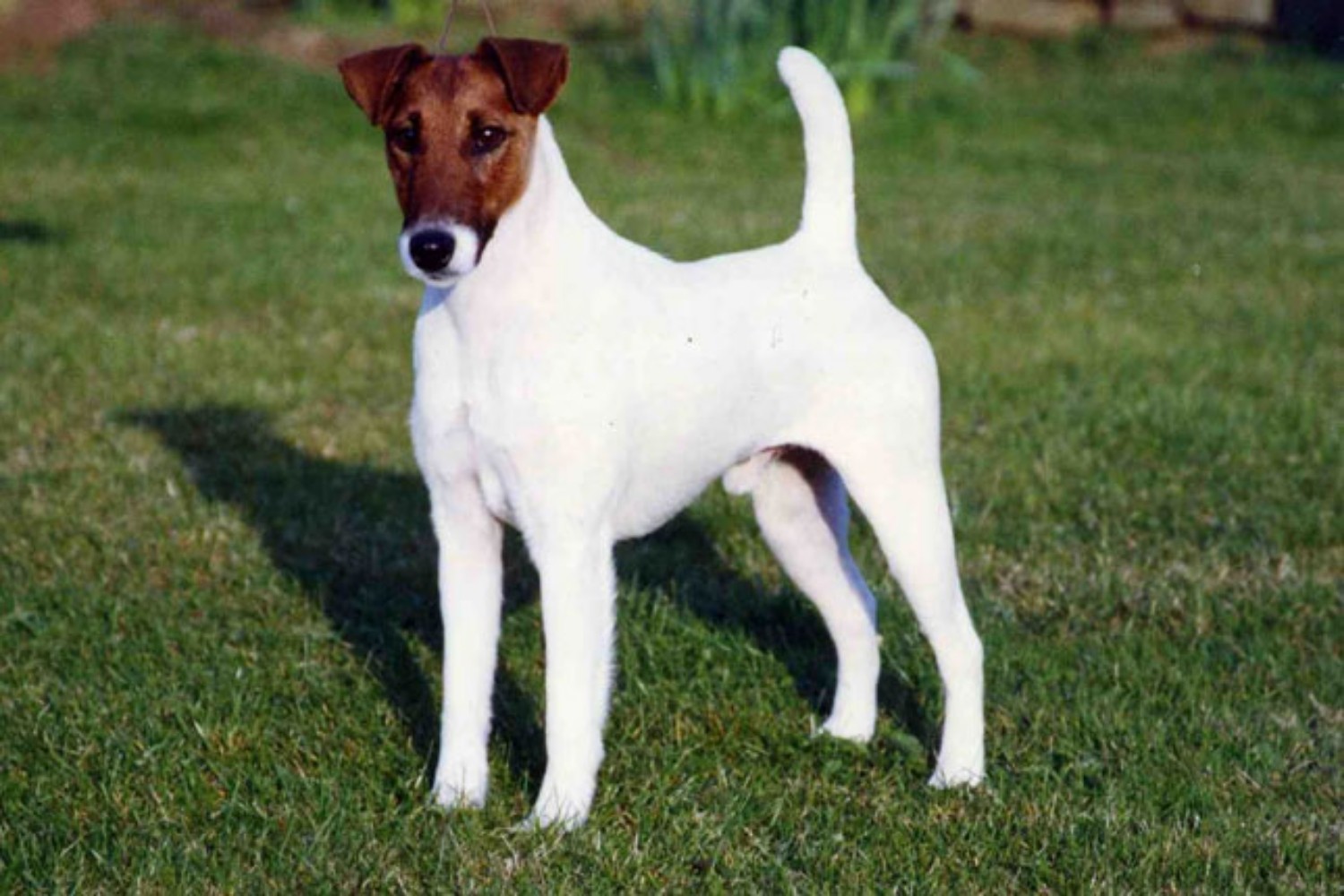 Fox Terrier Smooth Vs Airedale Terrier Breed Comparison