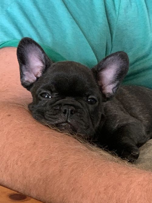 French Bulldog Puppies For Sale Concord, NC 365614