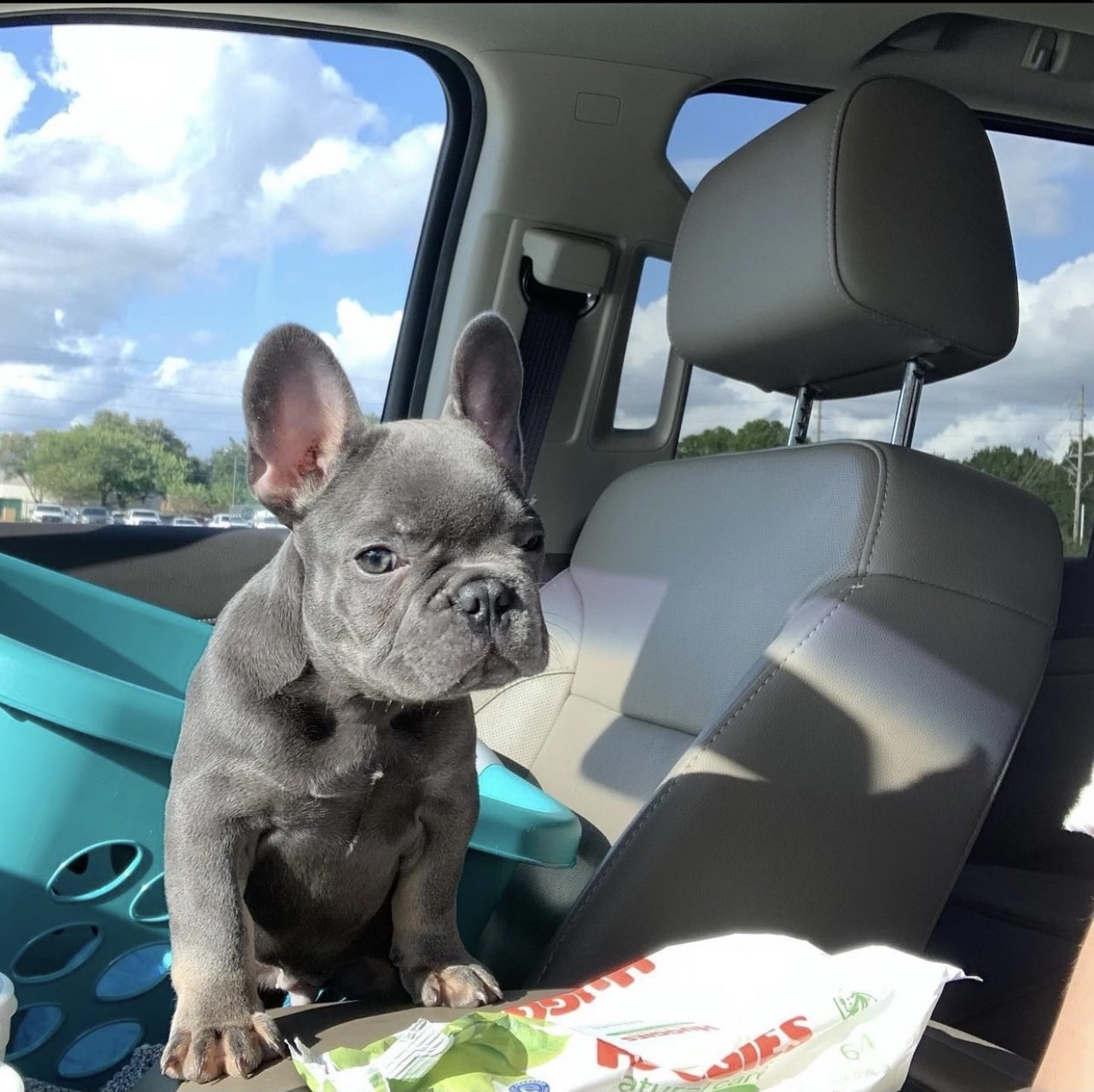 French Bulldog Puppies For Sale Near Longview Tx Within 200 Miles