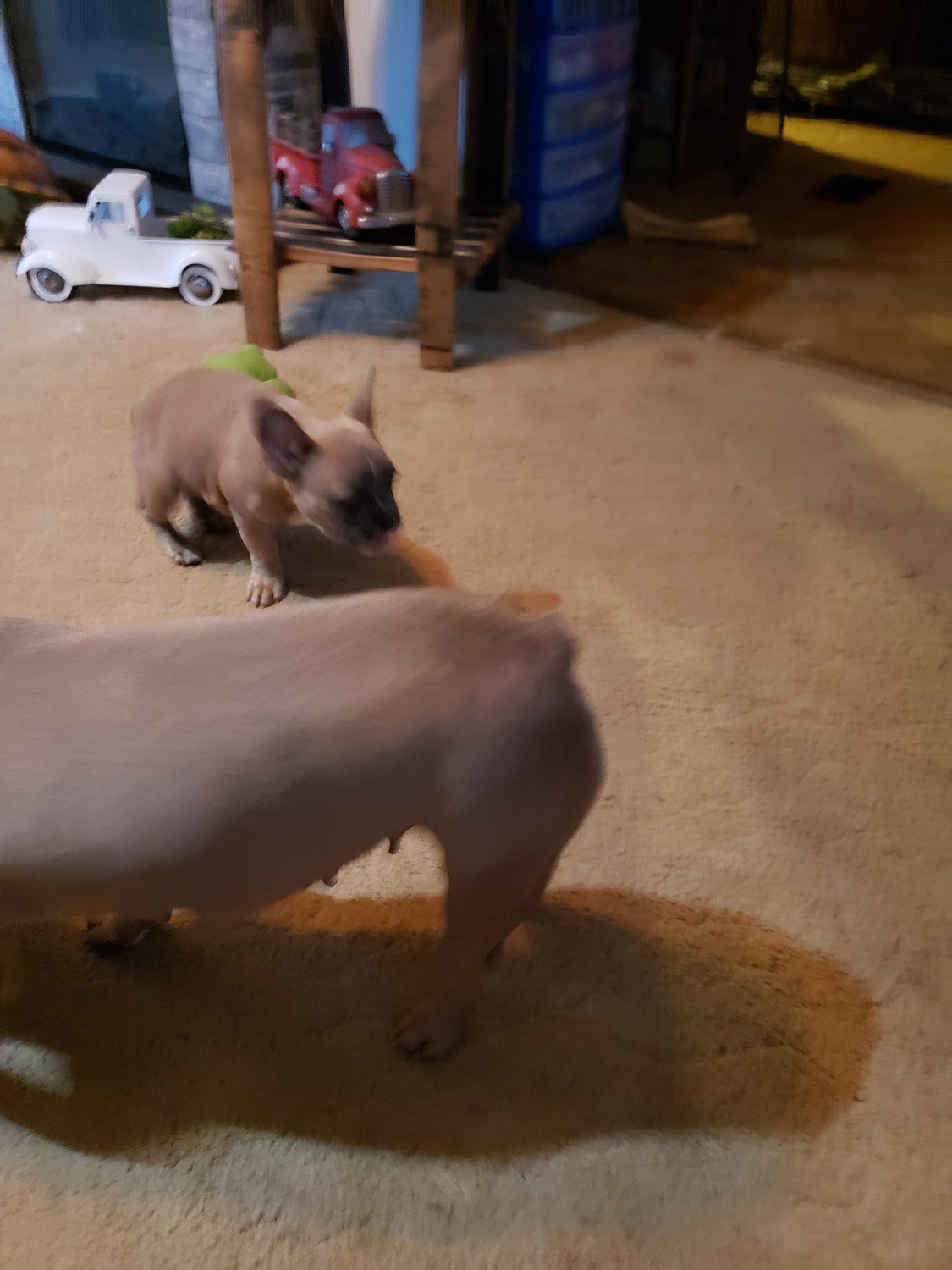 French Bulldog Puppies For Sale Near Morgantown Wv 26505 Within 100 Miles