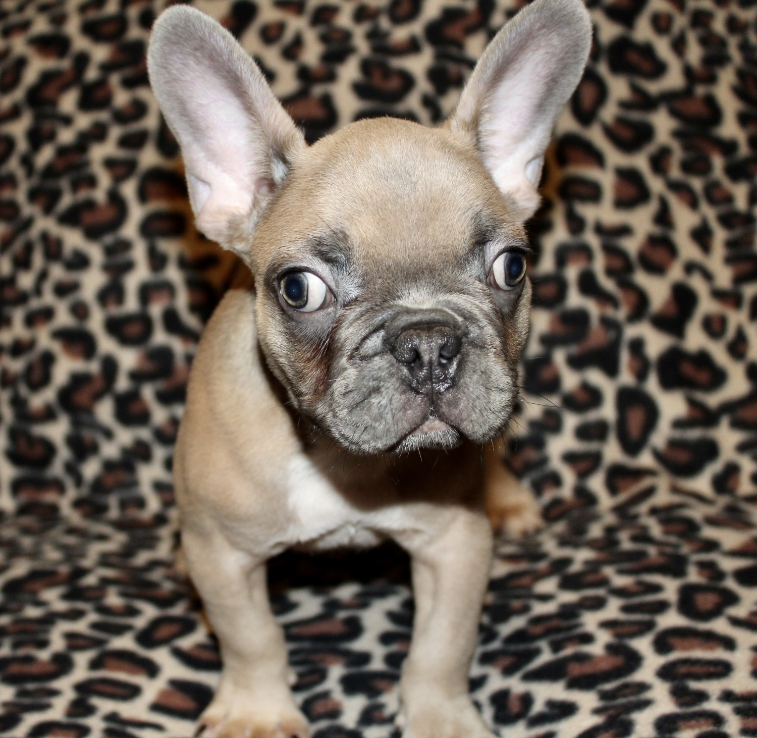French Bulldog Puppies For Sale Weslaco, TX 389956