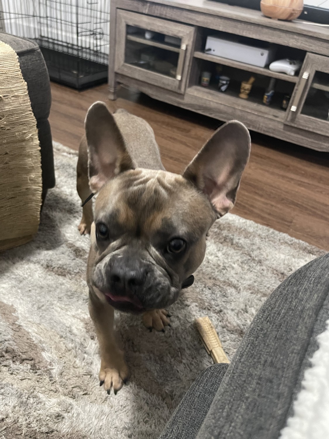 French Bulldog Puppies For Sale Homestead, FL 400678