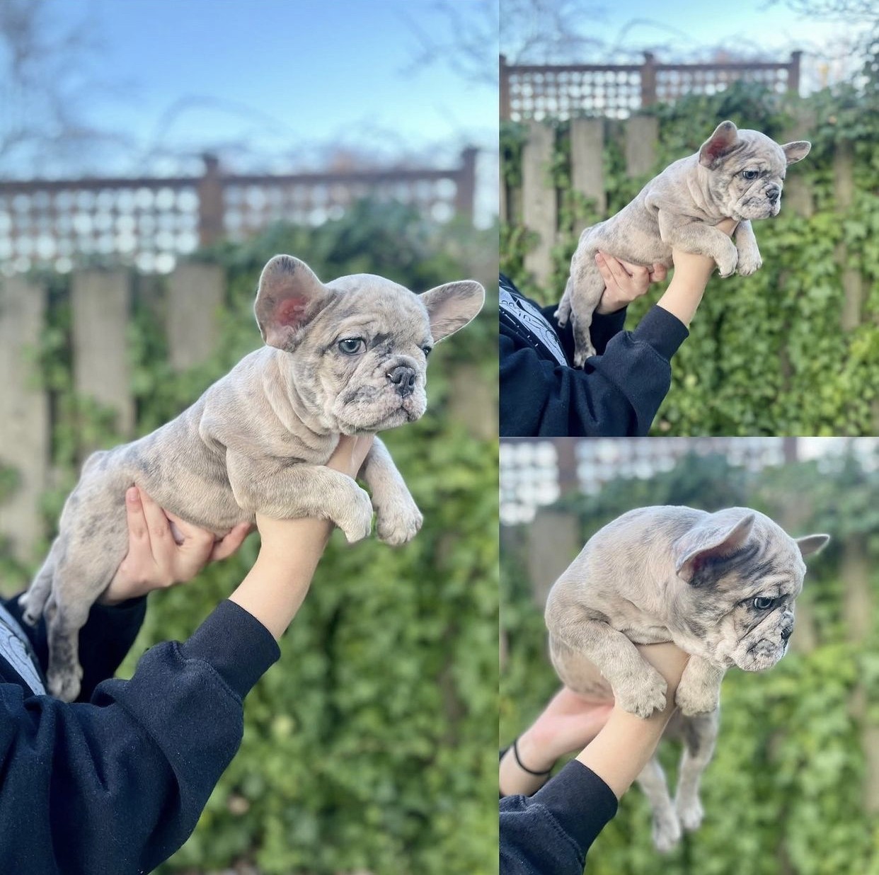 French Bulldog Puppies For Sale Bellflower, CA 400714