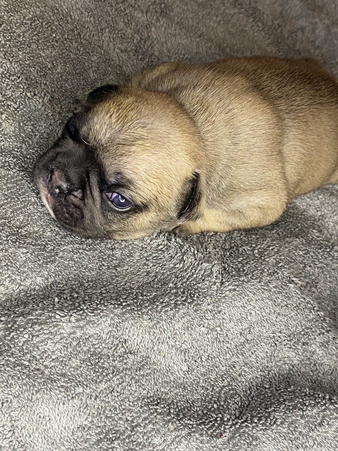 French Bulldog Puppies For Sale Houston, TX 401113
