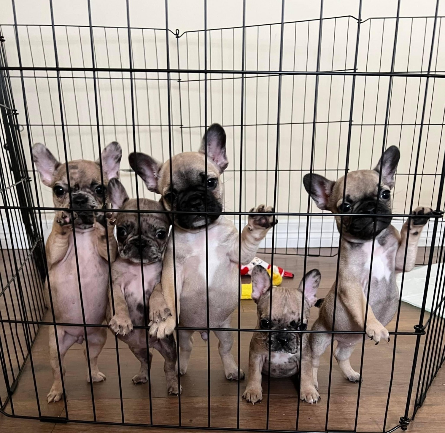 French Bulldog Puppies For Sale Houston, TX 401148