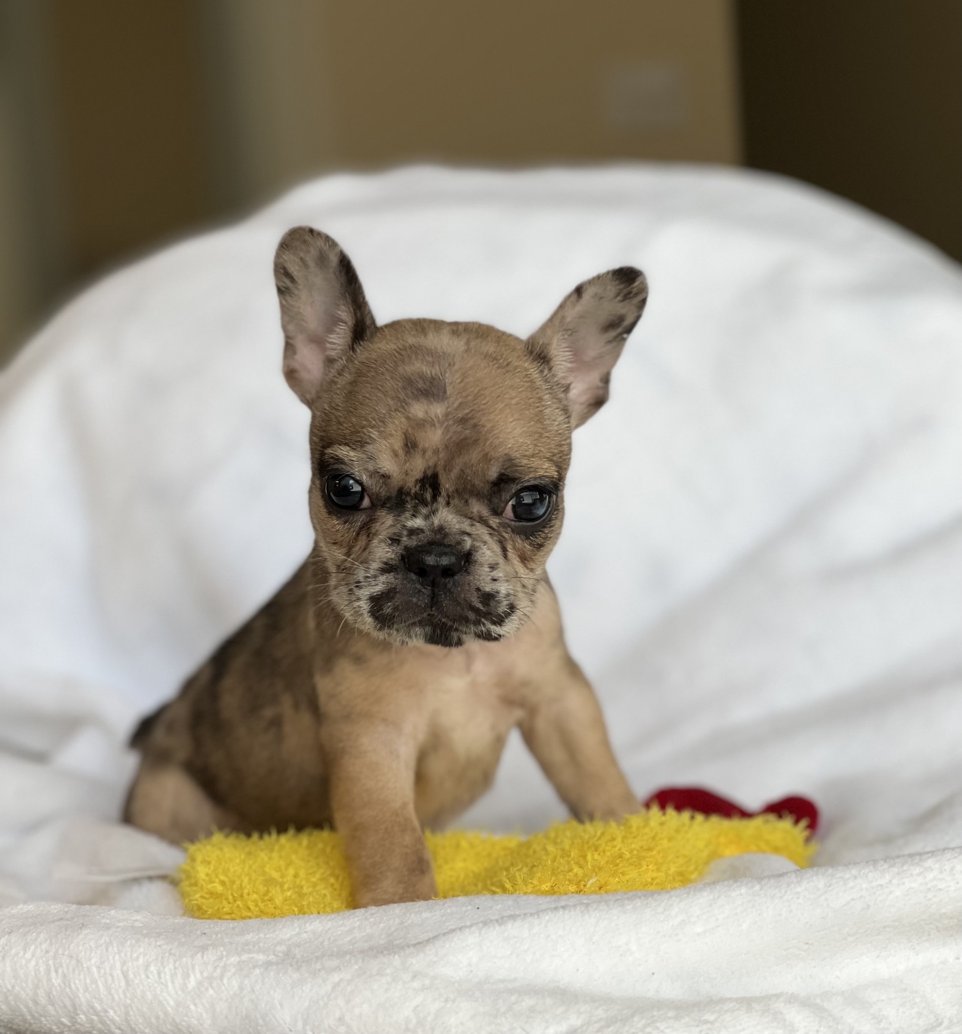 French Bulldog Puppies For Sale Houston, TX 401148
