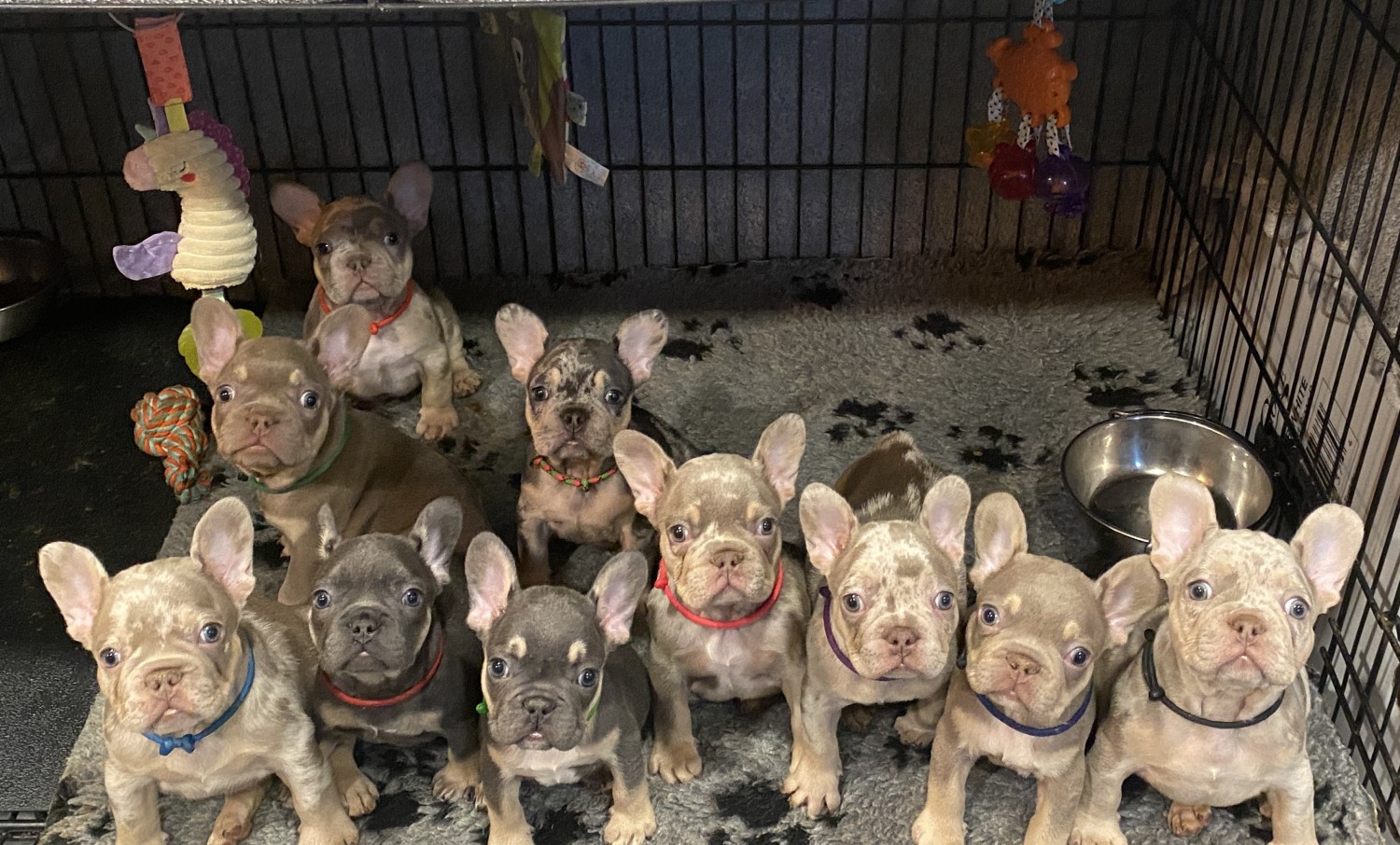 "French Bulldog" Puppies For Sale Chico, CA 437869