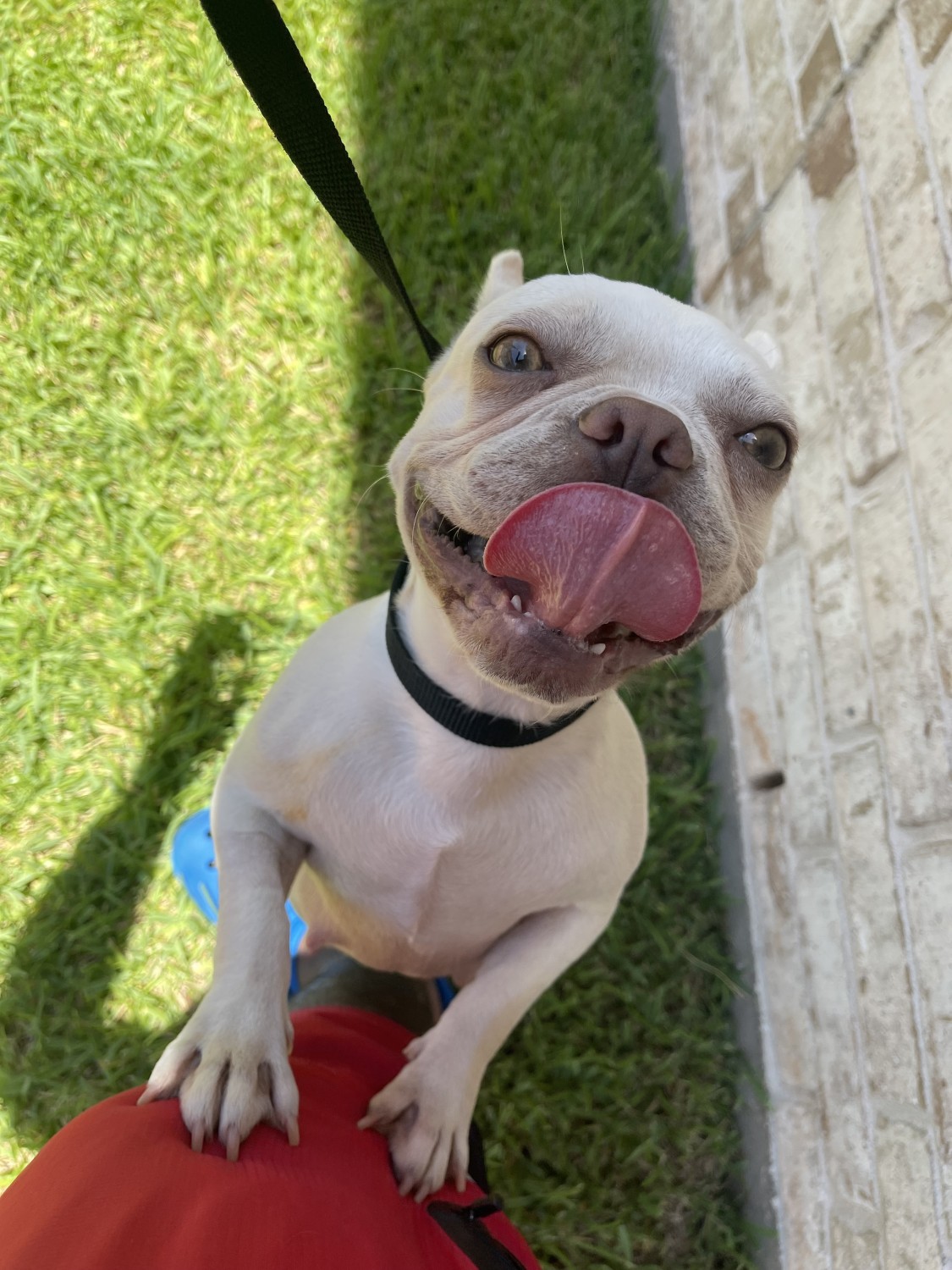 French Bulldog Puppies For Sale Katy, TX 526763