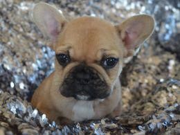 French Bulldog Puppies For Sale | Memphis, TN #76136