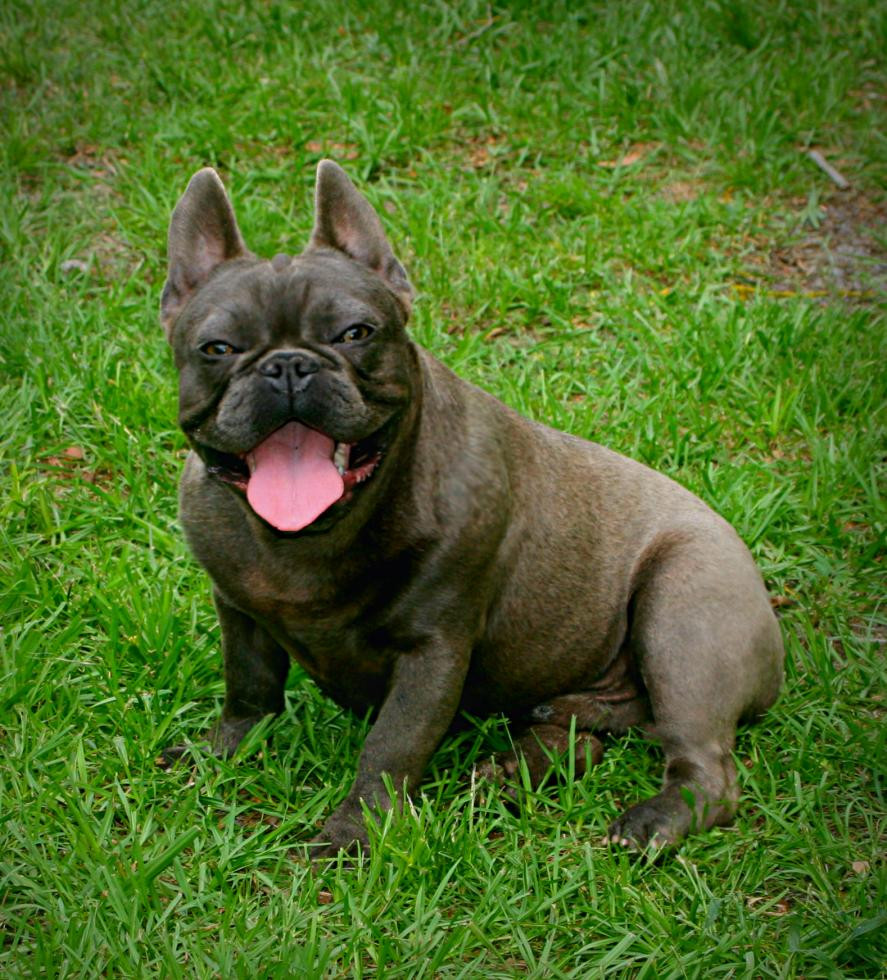 French Bulldog Puppies For Sale Orlando, FL 79020