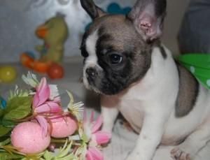 French Bulldog Puppies For Sale Beaumont Tx 98720