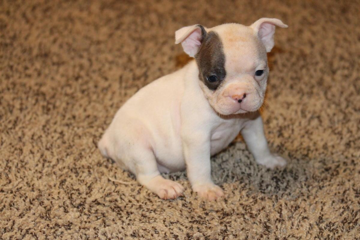 French Bulldog Puppies For Sale | Auckland, AUCKLAND #100017
