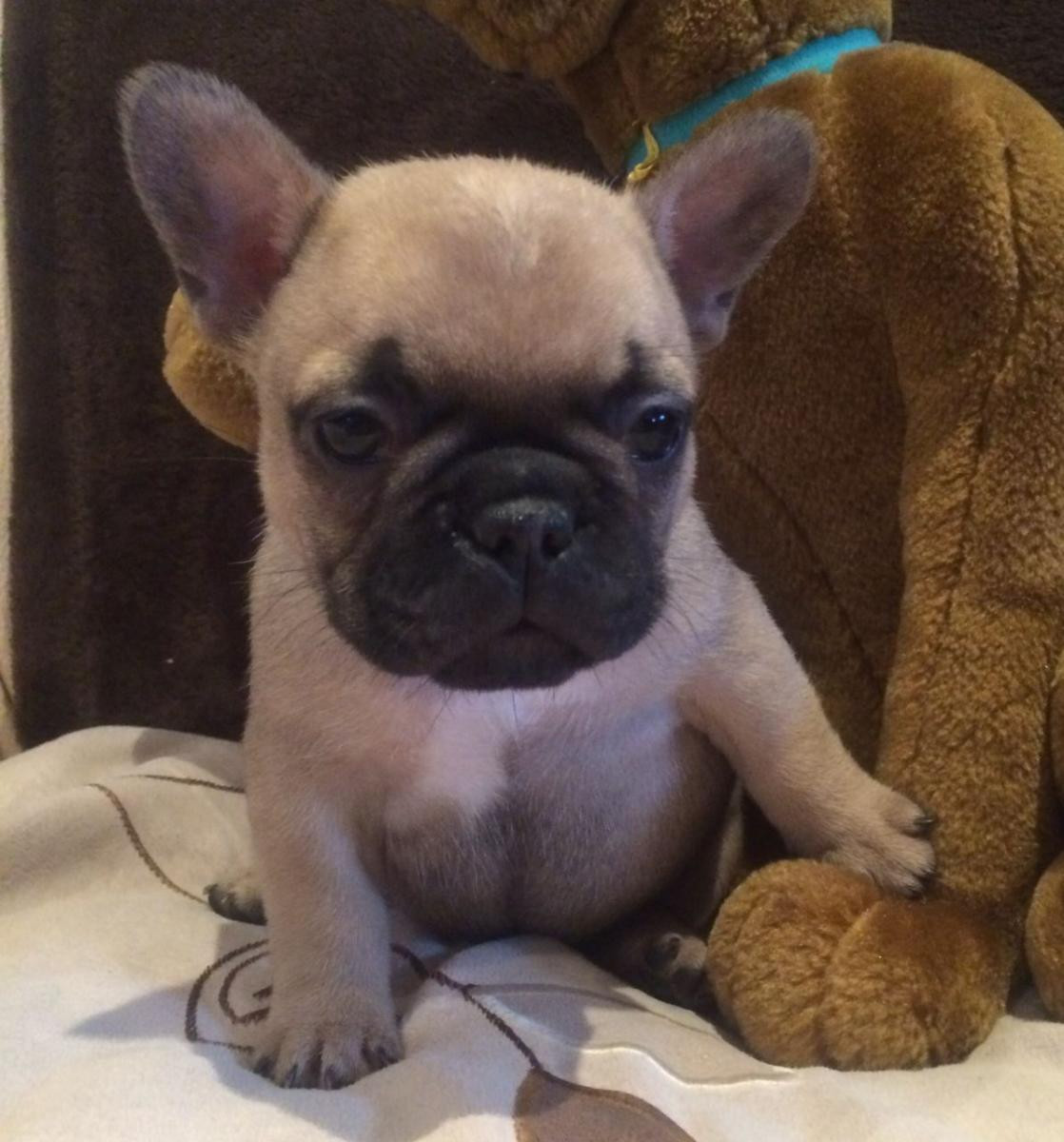 French Bulldog Puppies For Sale | Tallahassee, FL #105194