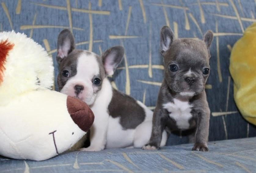 French Bulldog Puppies For Sale Helena, MT 116894