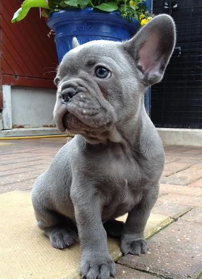 French Bulldog Puppies For Sale | Austin, TX #118248