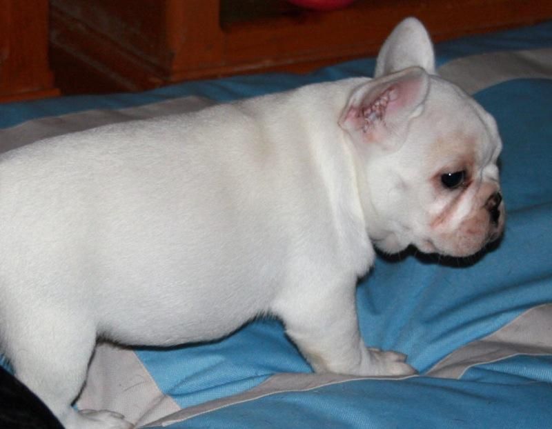 French Bulldog Puppies For Sale Rochester, MN 130458