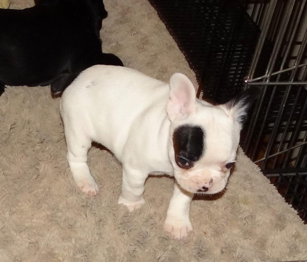 French Bulldog Puppies For Sale Fayetteville, NC 134063