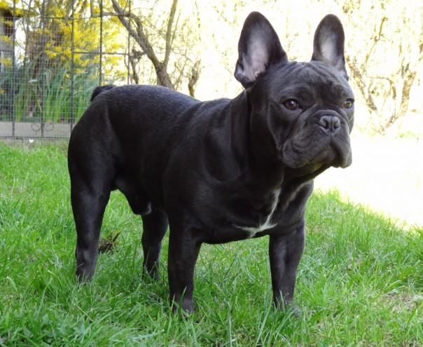 35 Top Images French Bulldog Vet Los Angeles : French Bulldog Puppies For Sale | Los Angeles, CA #345208