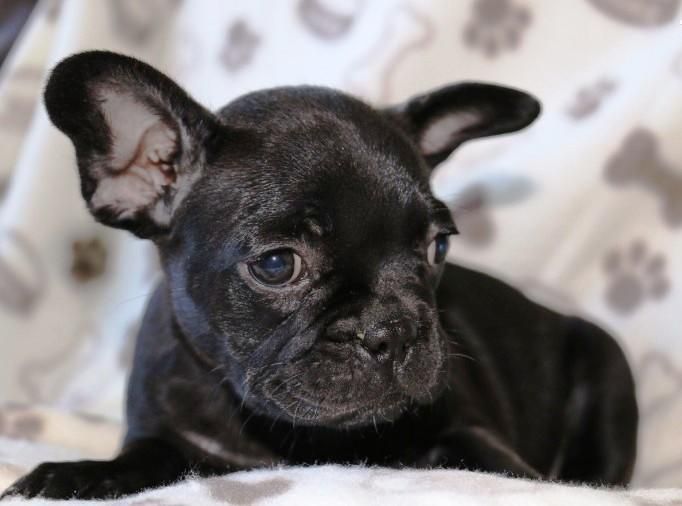 French Bulldog Puppies For Sale Pittsburgh, PA 142936