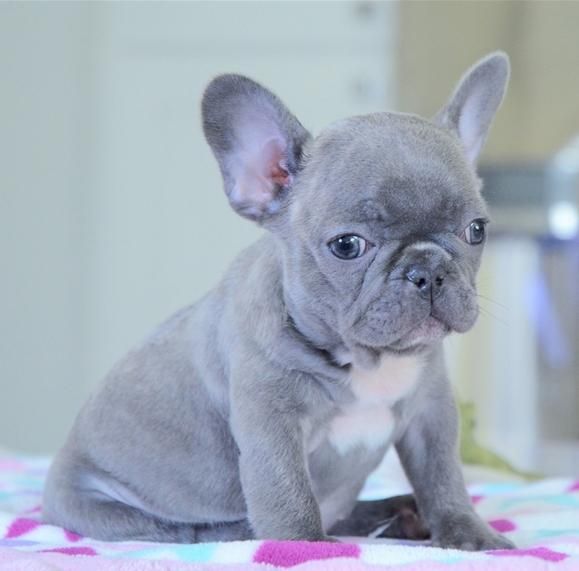 French Bulldog Puppies For Sale Boise, ID 144358