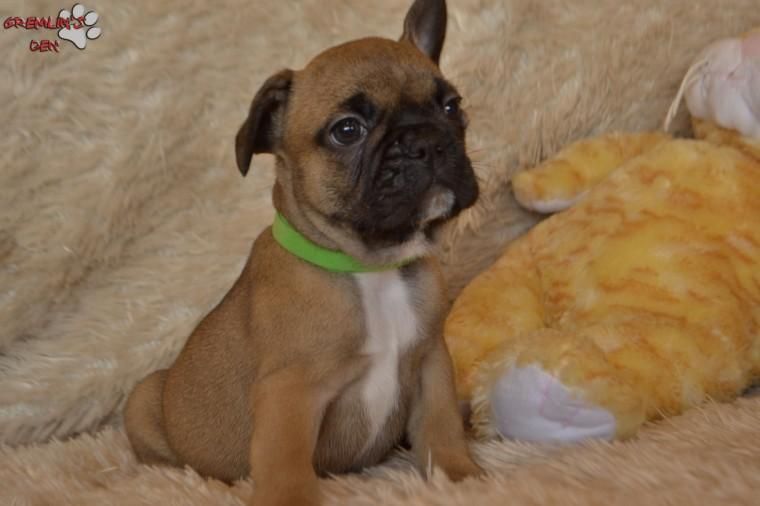 French Bulldog Puppies For Sale | El Paso, TX #151165