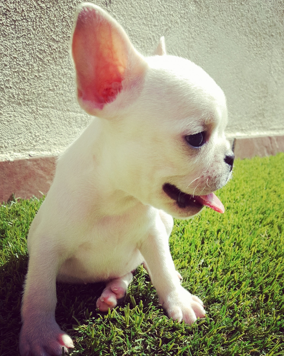 French Bulldog Puppies For Sale | San Diego, CA #161784