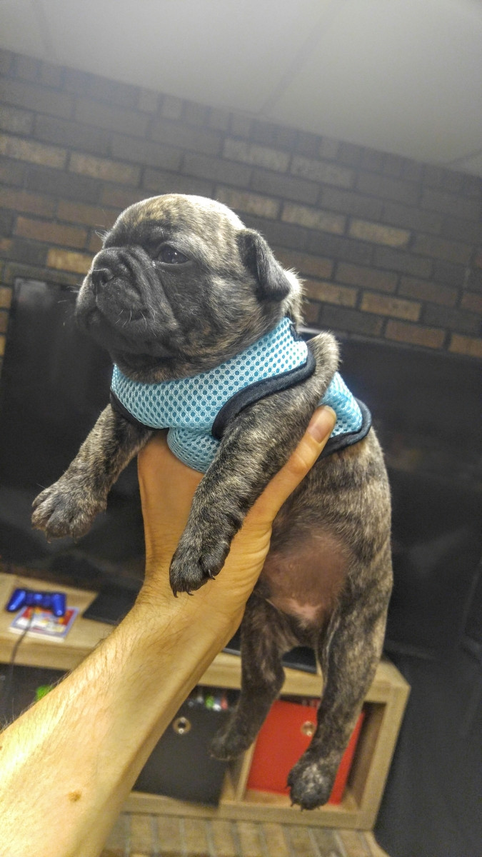 French Bulldog Puppies For Sale Dickson, TN 162224