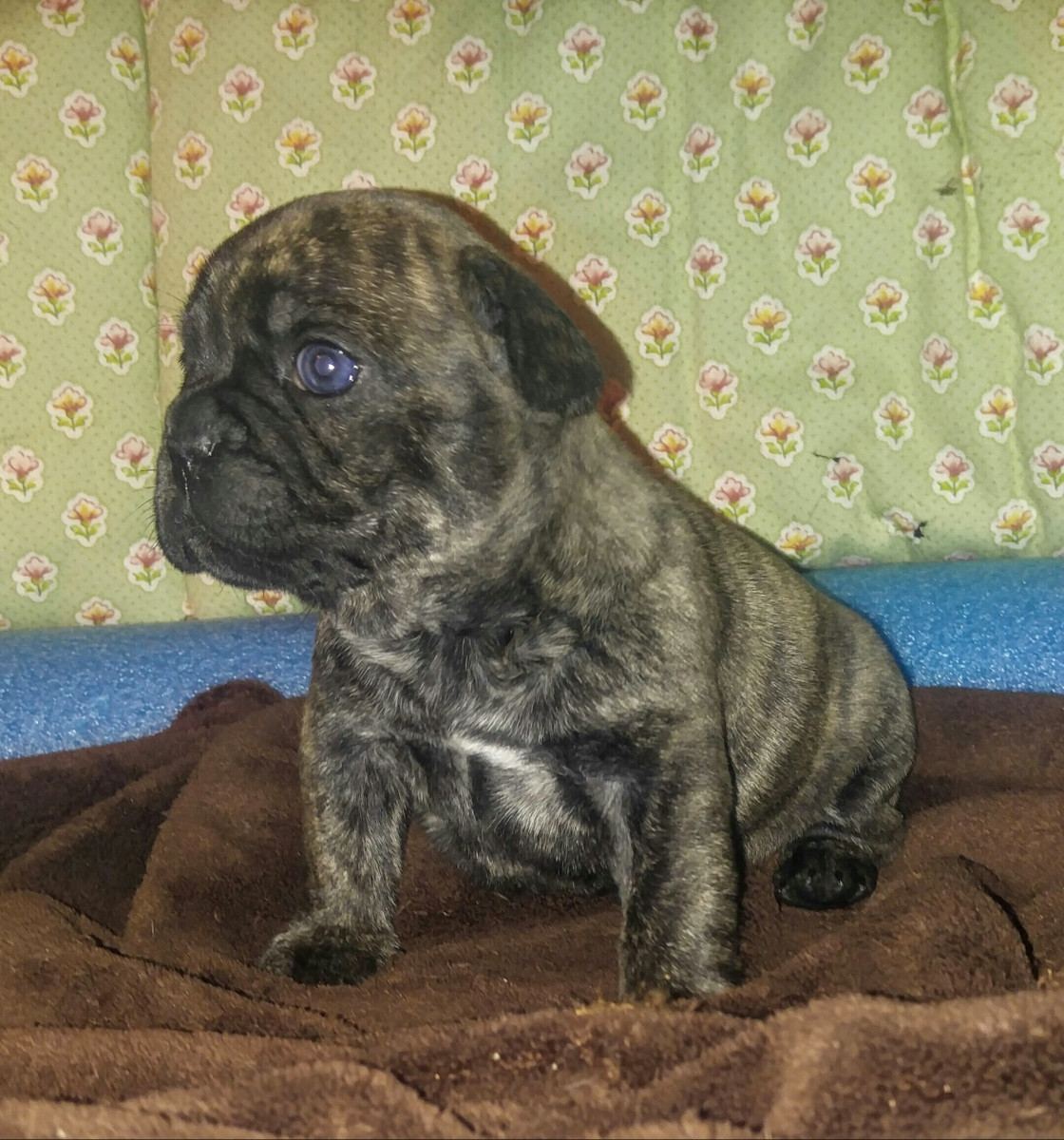 French Bulldog Puppies For Sale Dickson, TN 162224
