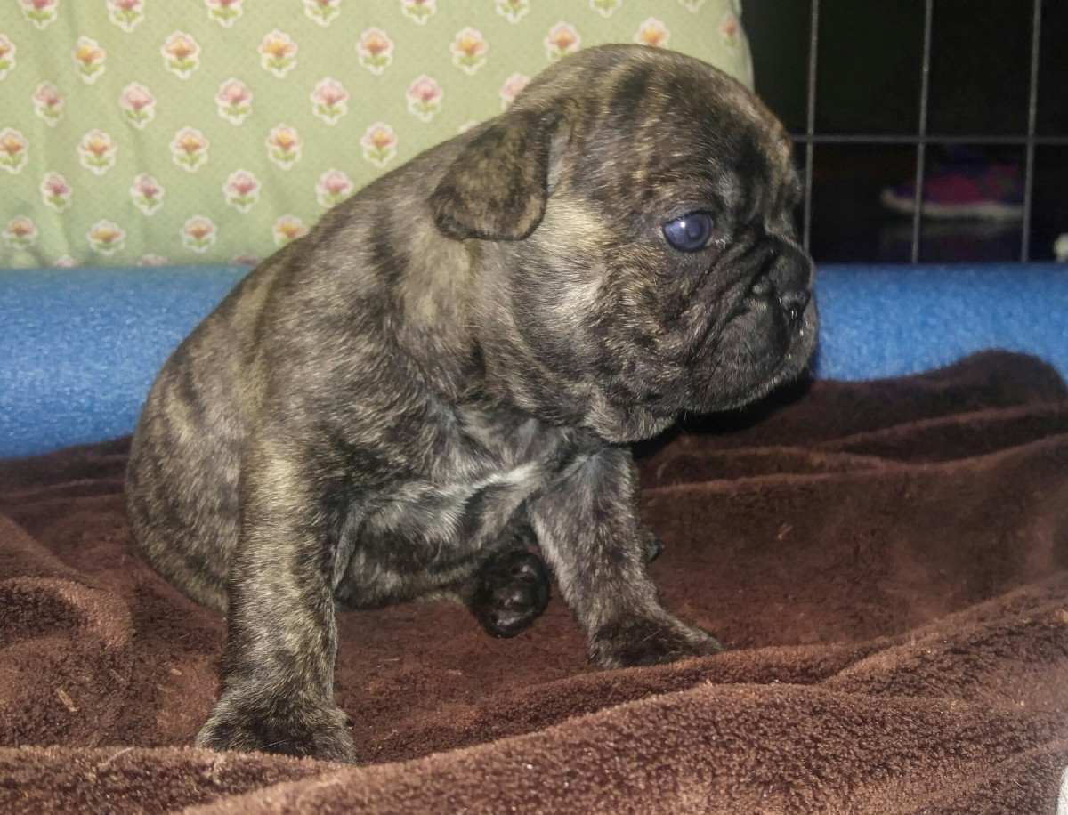 French Bulldog Puppies For Sale Dickson, TN 162224