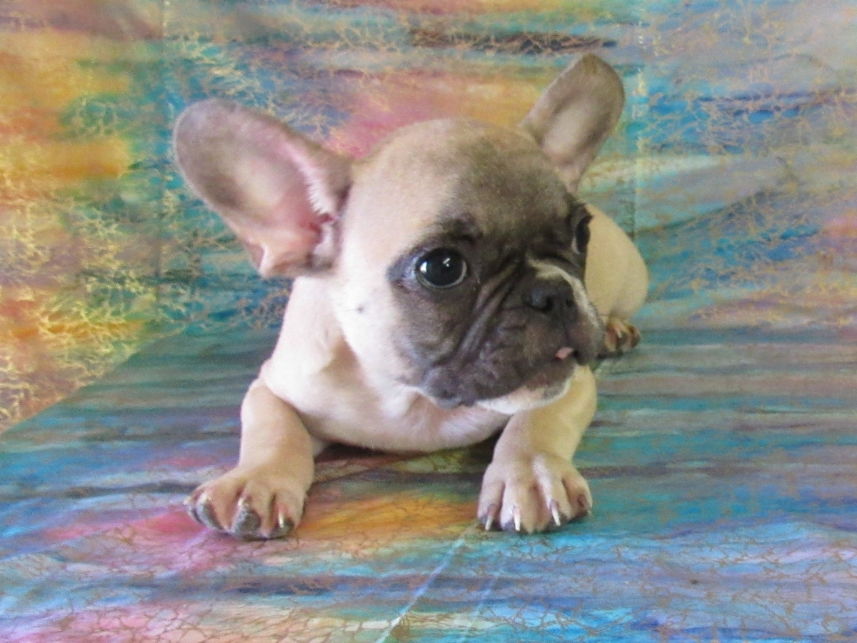French Bulldog Puppies For Sale Miami, OK 163730