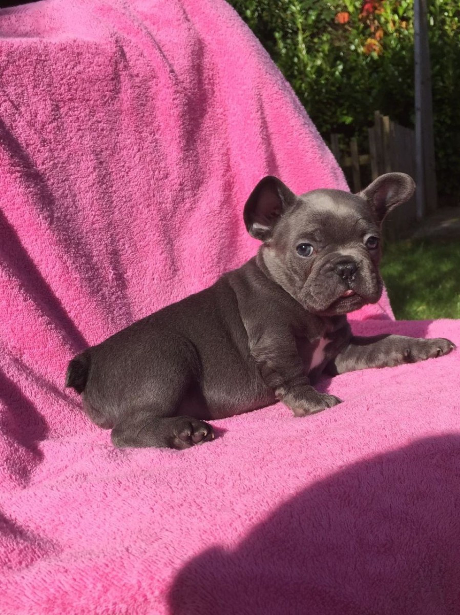 French Bulldog Puppies For Sale Charlotte, NC 169776