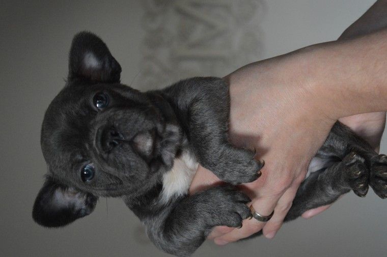 French Bulldog Puppies For Sale Columbia, SC 169878