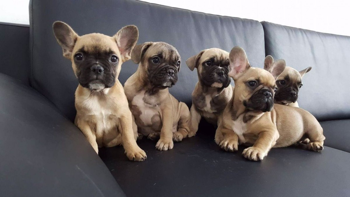 French Bulldog Puppies For Sale | El Paso, TX #170013
