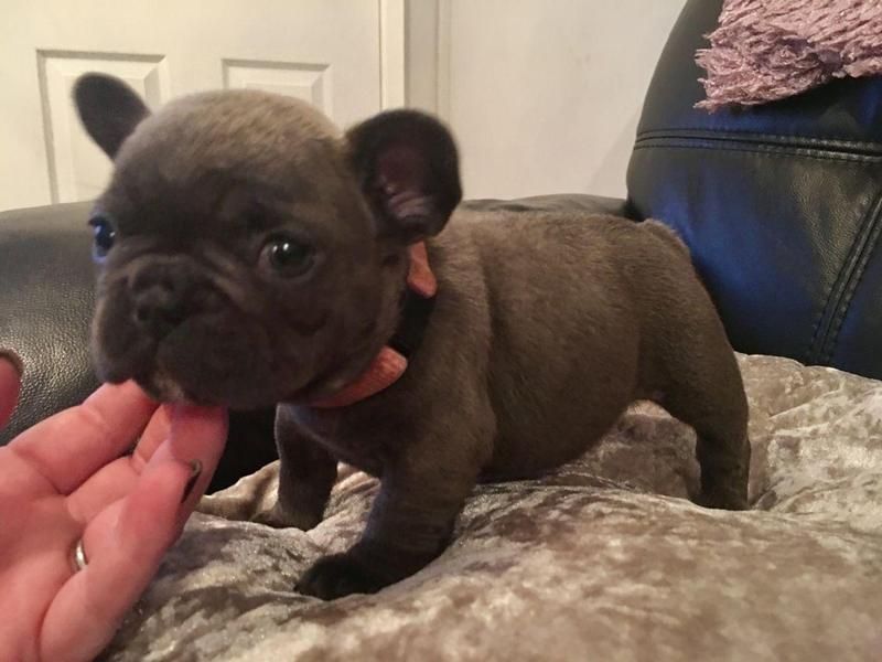French Bulldog Puppies For Sale Indianapolis, IN 170074