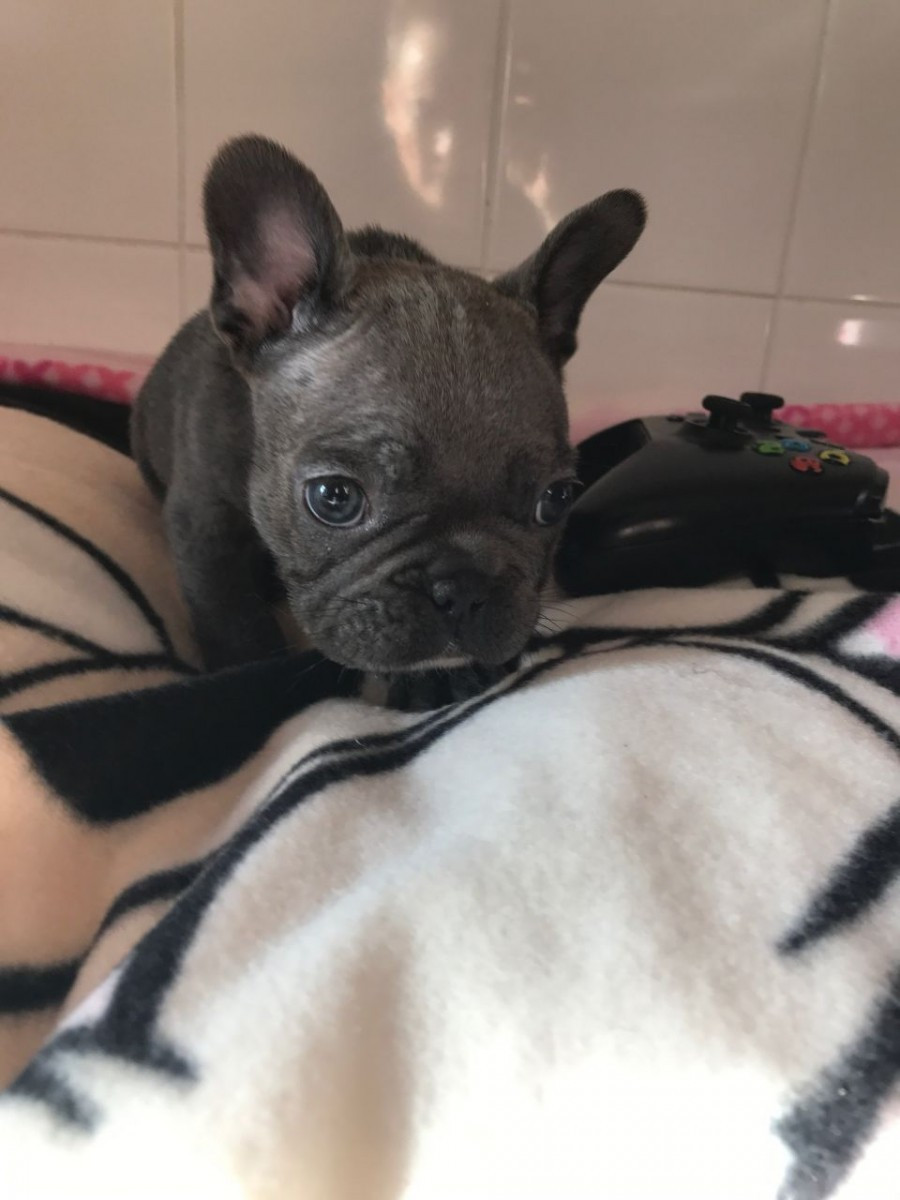 French Bulldog Puppies For Sale Pittsburgh, PA 170800