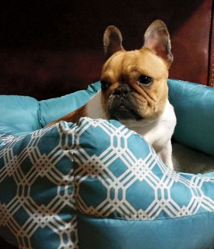 French Bulldog Puppies For Sale Corbin, KY 178876