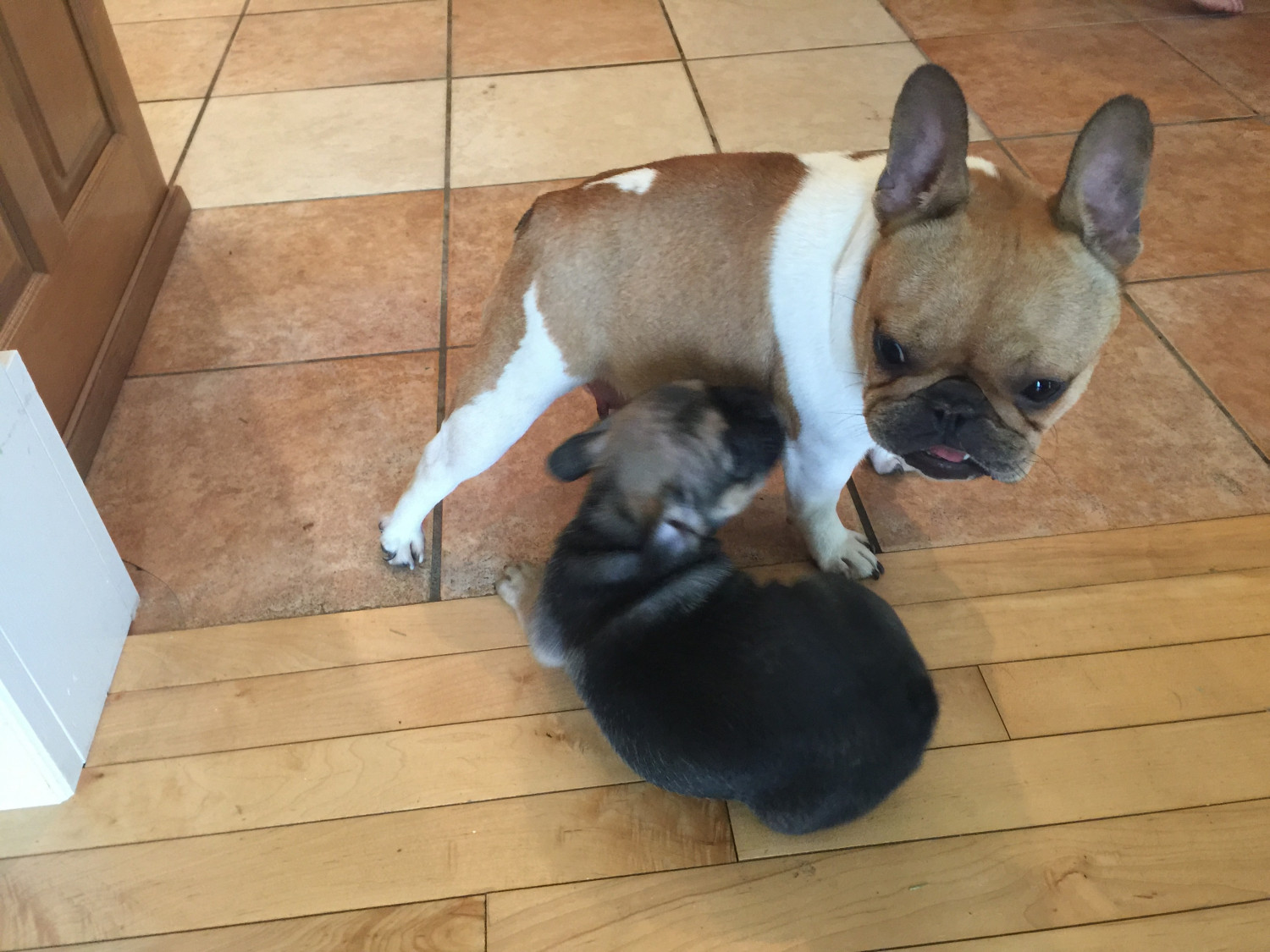 French Bulldog Puppies For Sale Corbin, KY 178876
