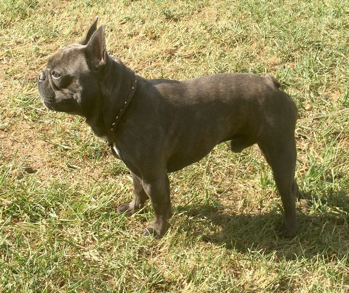 French Bulldog Puppies For Sale Corbin, KY 178876
