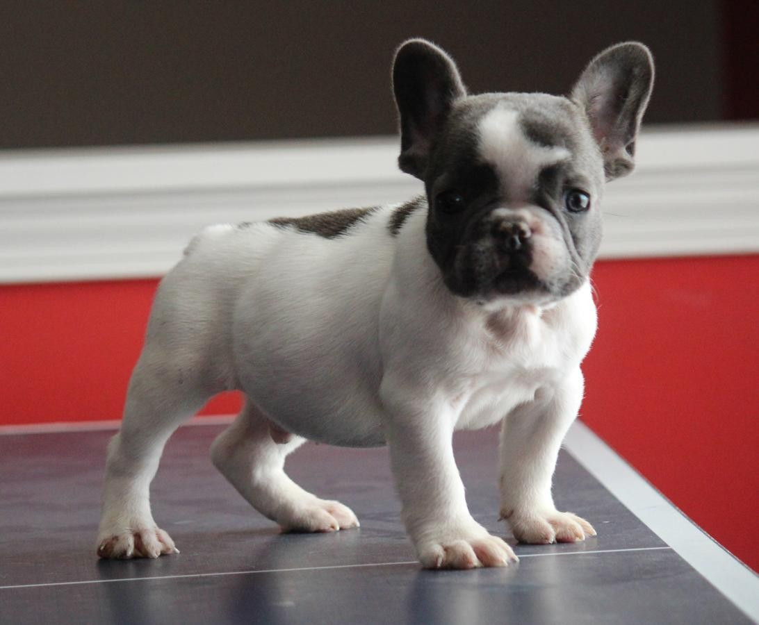 French Bulldog Puppies For Sale Austin, TX 178897