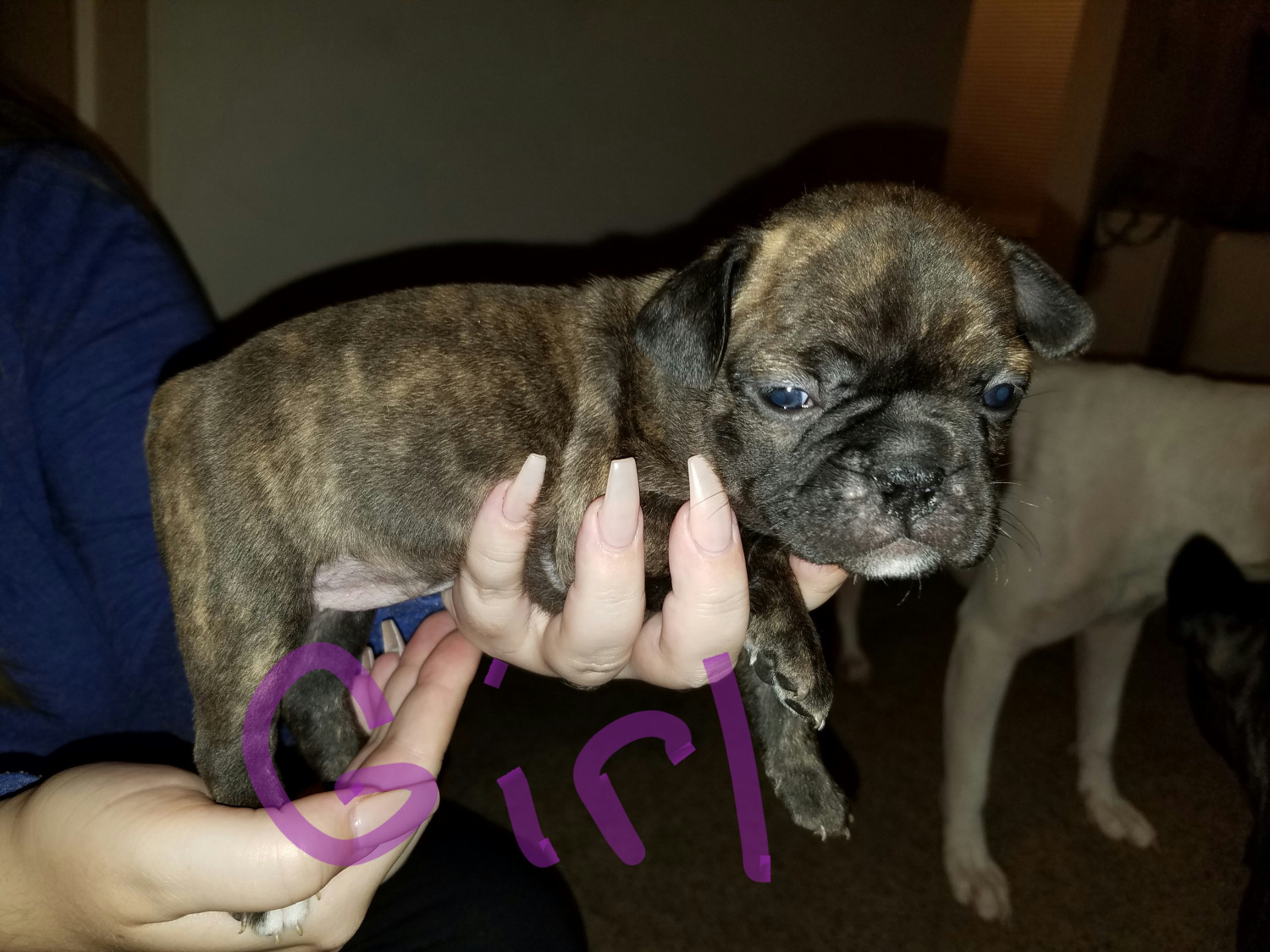 French Bulldog Puppies For Sale | Columbus, OH #179522