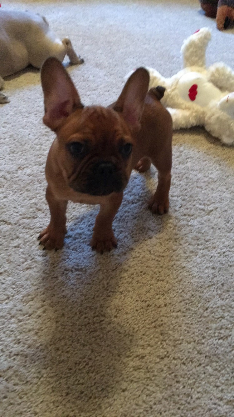 French Bulldog Puppies For Sale Raleigh, NC 179787