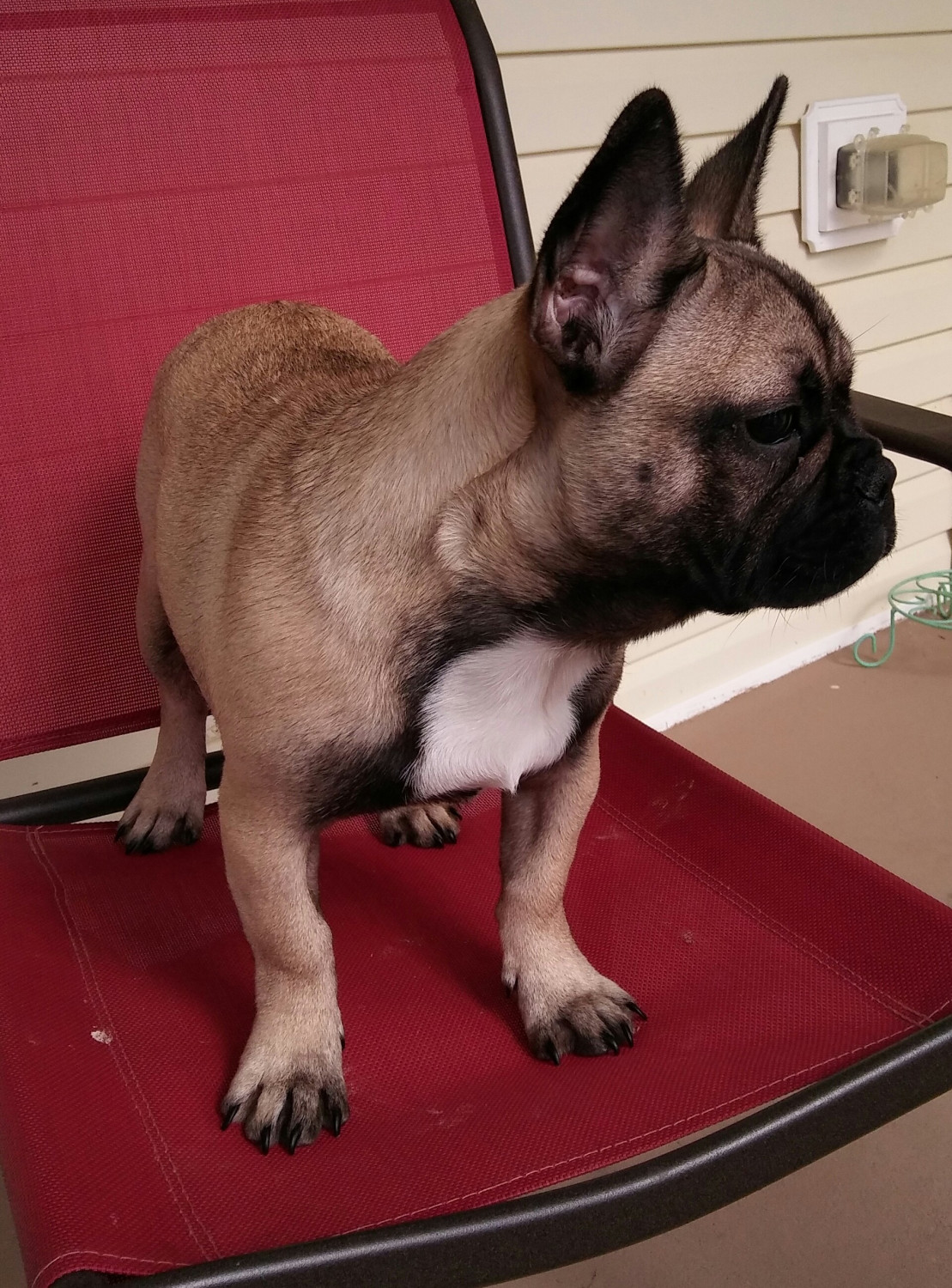 Droll Black And Tan French Bulldog Puppies For Sale