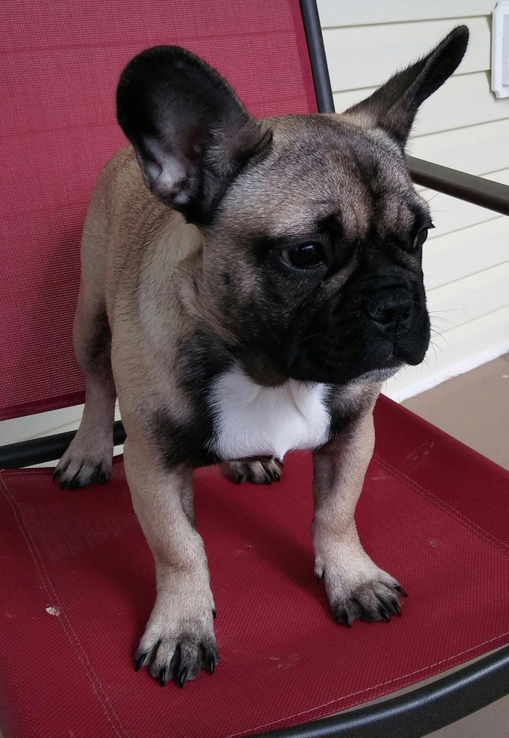 French Bulldog Puppies For Sale Clarksville, TN 182541