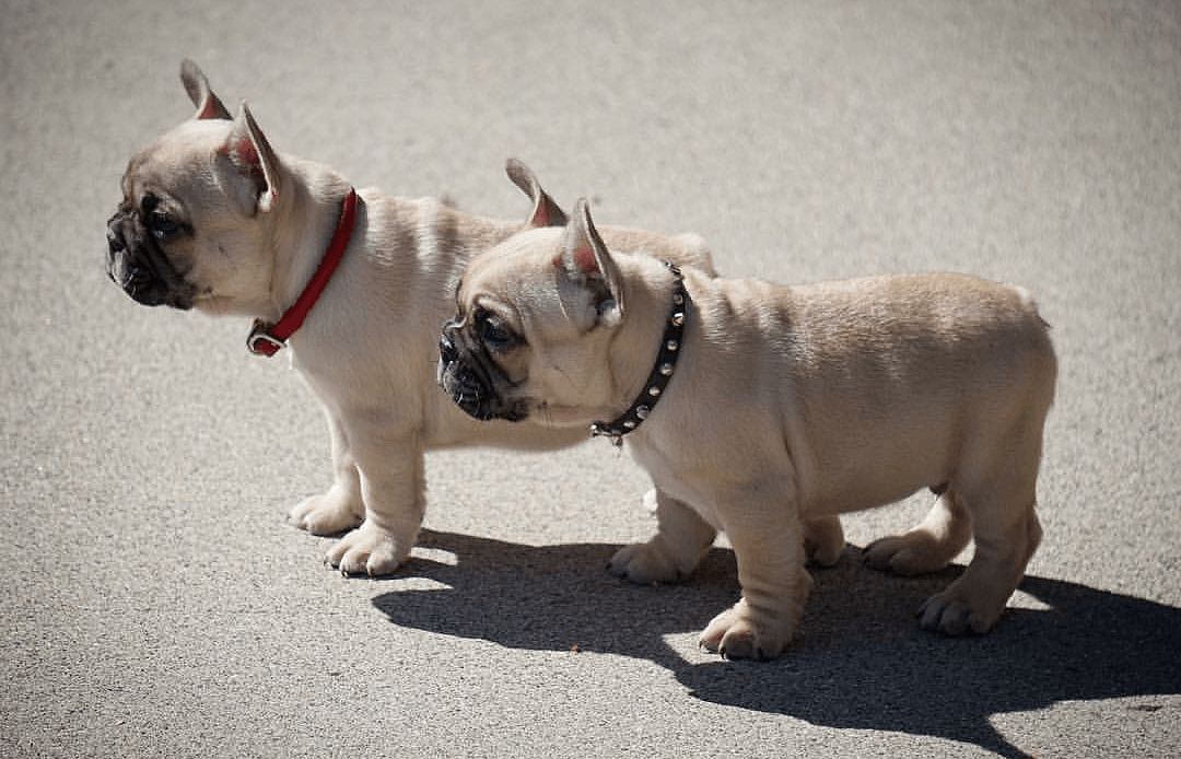French Bulldog Puppies For Sale San Diego, CA 182964