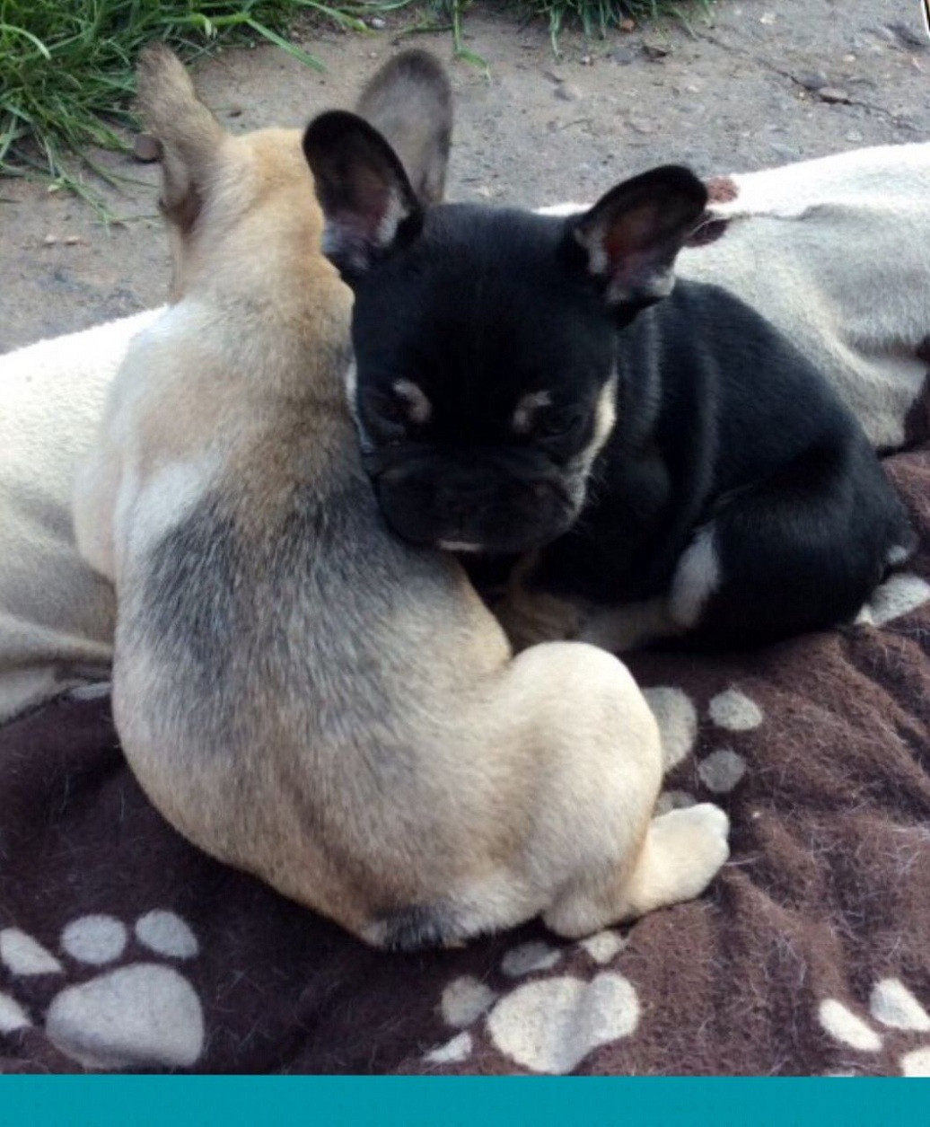 French Bulldog Puppies For Sale Texarkana Tx 189227