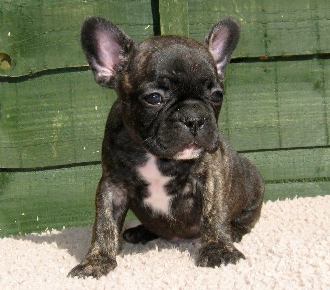 French Bulldog Puppies For Sale Jersey City, NJ 192276
