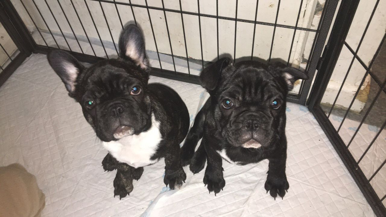 French Bulldog Puppies For Sale Houston, TX 192656