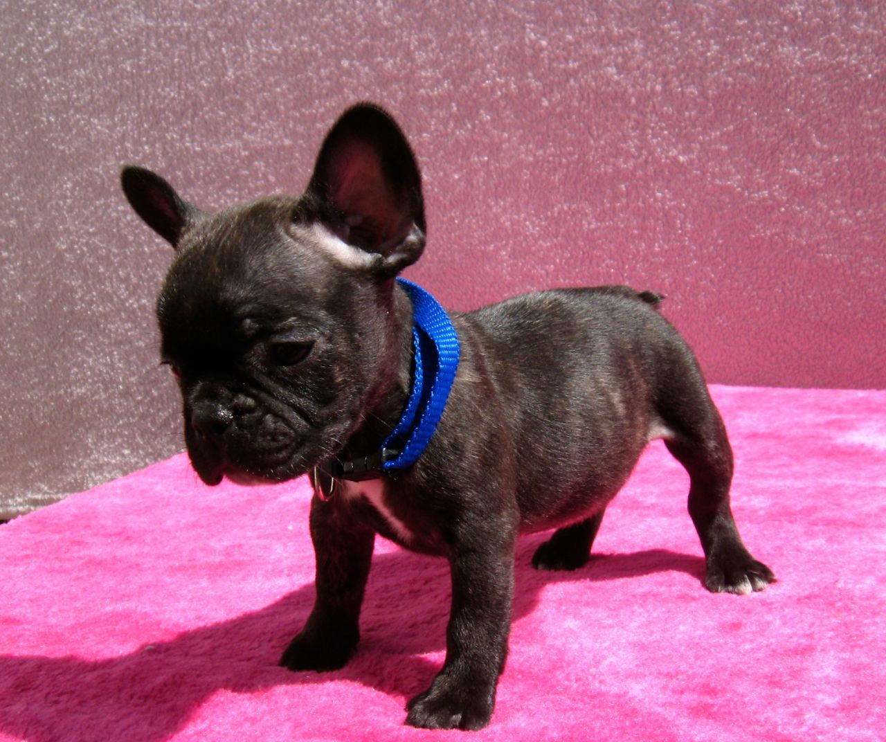 French Bulldog Puppies For Sale Pennsylvania Avenue